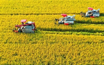 China’s 2015 grain output rises 2.4%