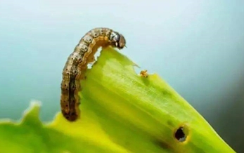 The agrochemical market remain stable during the critical period of preventing autumn crop diseases and pests.